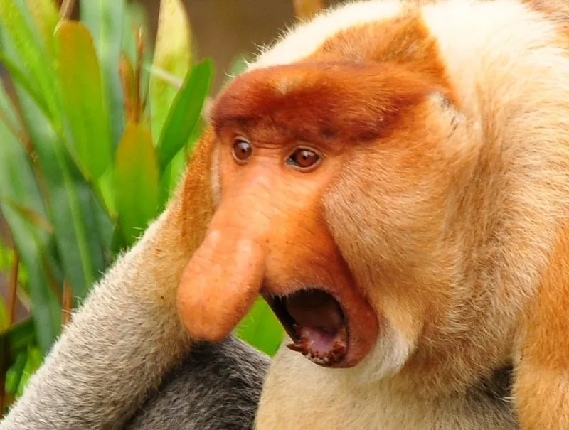 Khỉ ôm đầu meme mang đến tiếng cười cho mọi người trong ngày