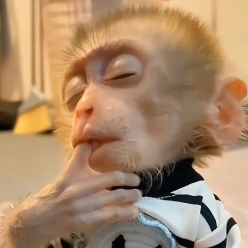 Monkey puppet meme thể hiện những khoảnh khắc hài hước không thể bỏ lỡ