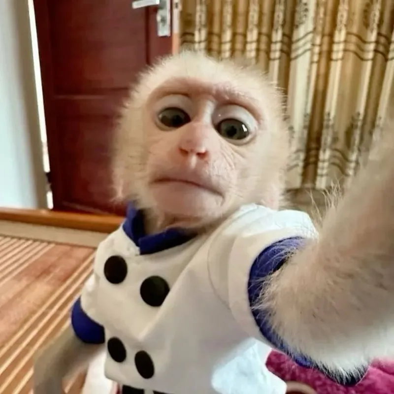 Monkey brain meme là liều thuốc tinh thần tuyệt vời cho bạn