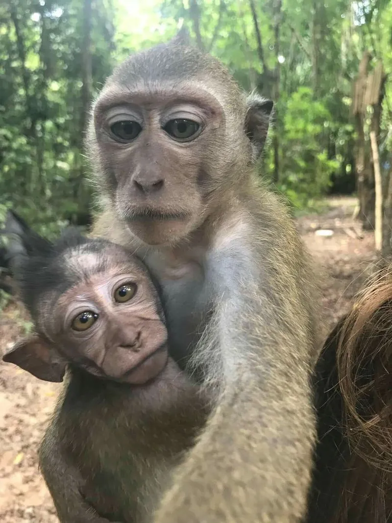 Monkey meme neuron activation khiến bạn cảm thấy thoải mái hơn