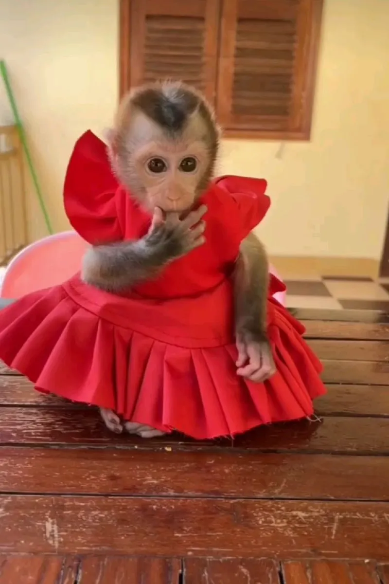 Monkey thinking meme là biểu tượng cho những khoảnh khắc ngớ ngẩn