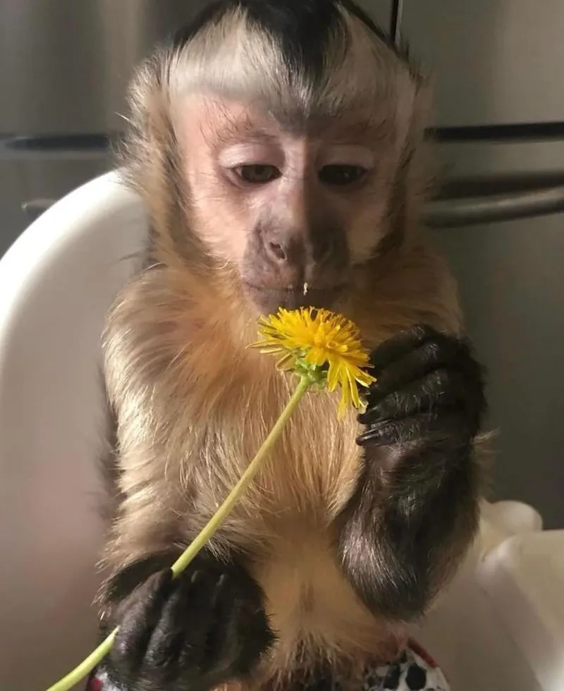 Monkey neuron activation meme mang đến những giây phút thư giãn thú vị