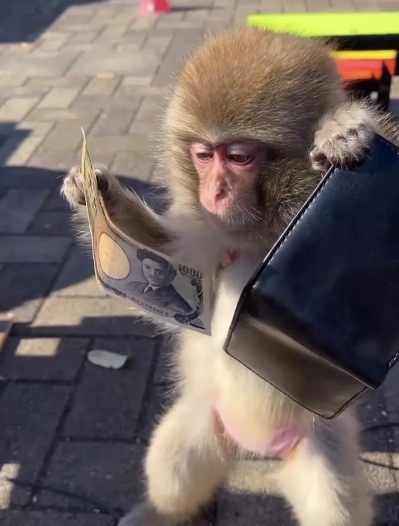 Puppet monkey meme luôn thu hút sự chú ý và tương tác