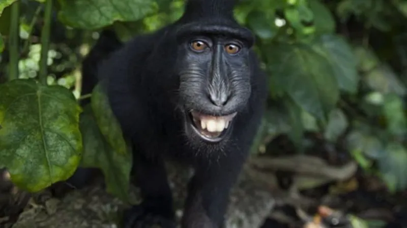 Monkey scratching head meme thể hiện sự bối rối đầy hài hước
