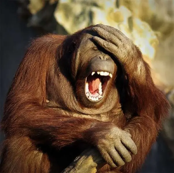 Awkward monkey meme khiến bạn không thể nhịn cười