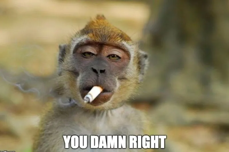 Monkey looking away meme là hình ảnh thú vị cho những ai yêu thích hài hước
