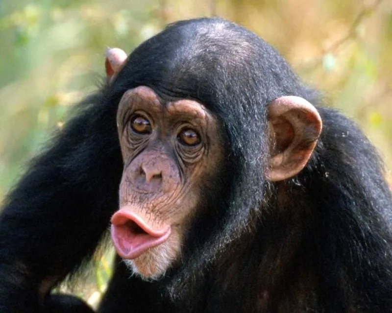 Meme monkey neuron mang đến những giây phút thư giãn thú vị