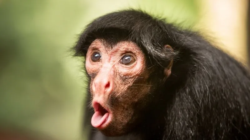 Meme monkey puppet thể hiện những khoảnh khắc hài hước không thể bỏ lỡ