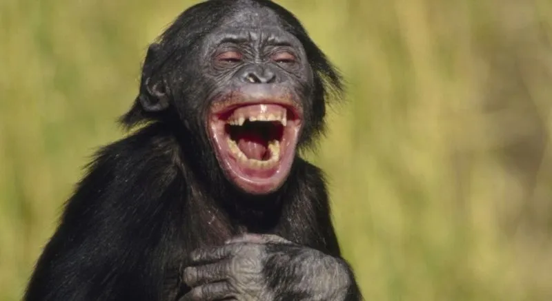 White monkey meme mang đến những tiếng cười sảng khoái