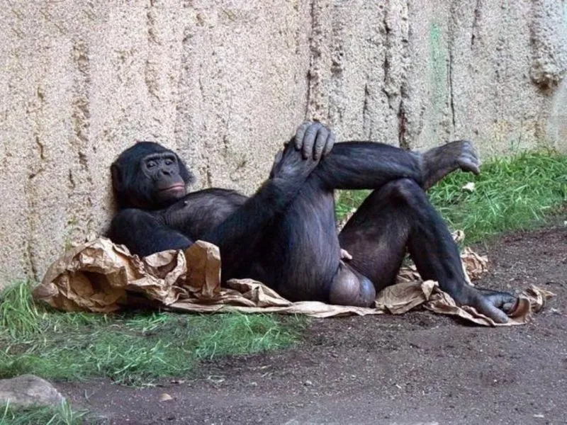Confused monkey meme thể hiện những suy nghĩ hài hước của chúng ta