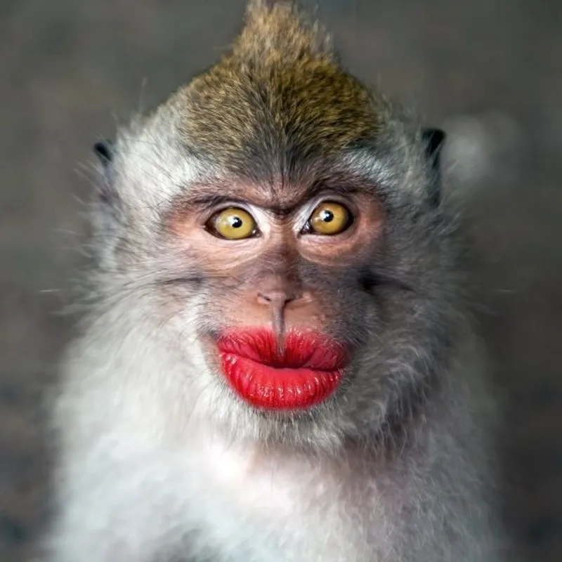 Meme monkey looking away khiến bạn cảm thấy thoải mái hơn