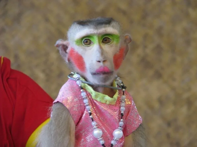 Monkey smiling meme là nguồn cảm hứng cho những khoảnh khắc vui vẻ