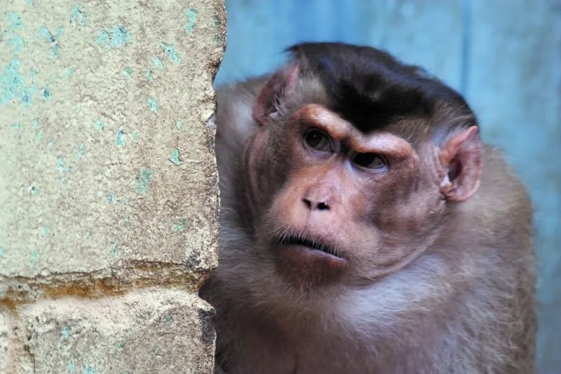 Monkey looking meme luôn thu hút sự chú ý và tương tác