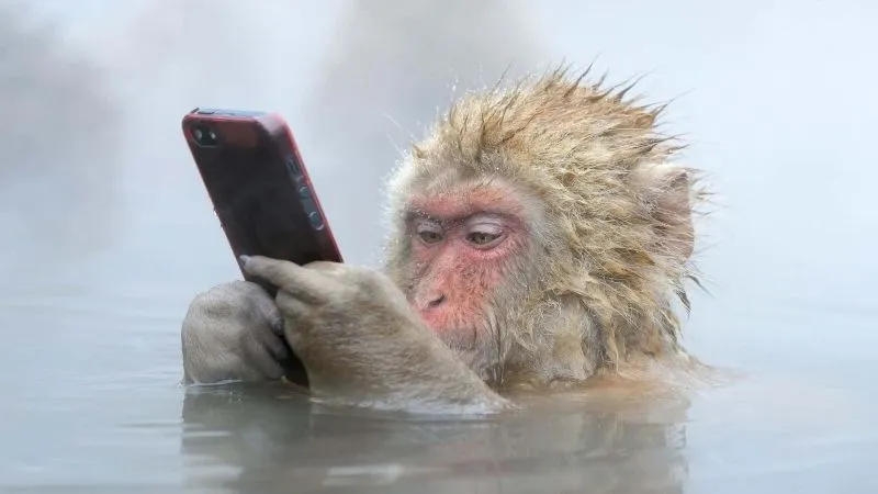 Meme khỉ bóp cổ mèo là hình ảnh hài hước không thể quên