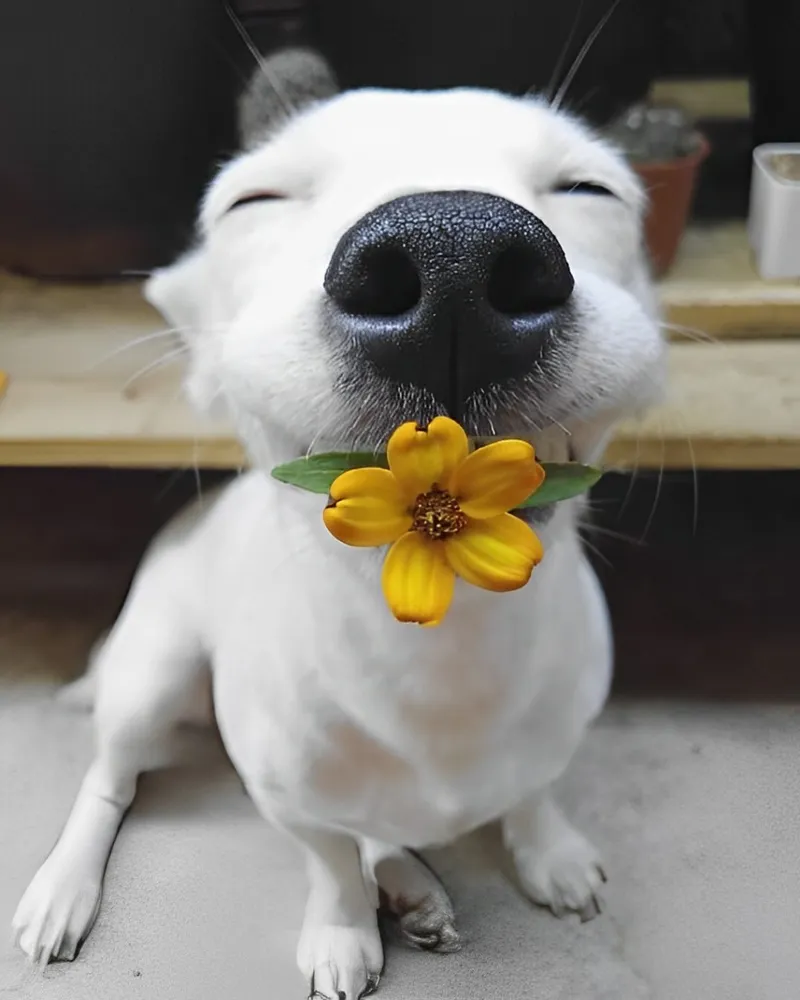 Cute meme mèo tặng hoa thật dễ thương và vui nhộn Cute meme mèo tặng hoa thật dễ thương và vui nhộn