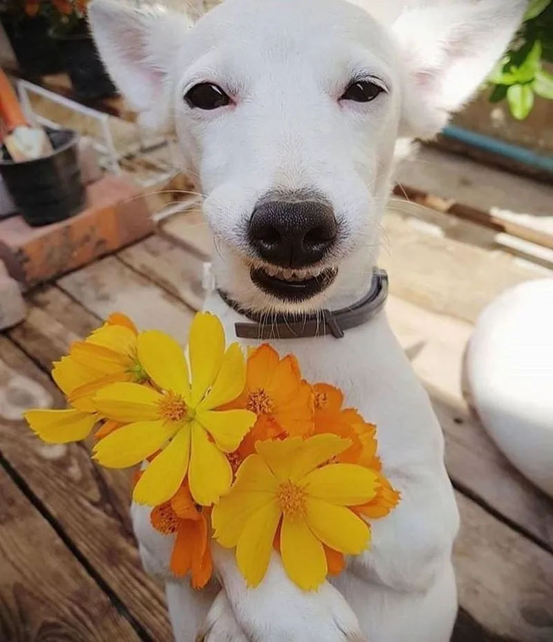 Meme ảnh tặng hoa cute khiến bạn không thể rời mắt Meme ảnh tặng hoa cute khiến bạn không thể rời mắt