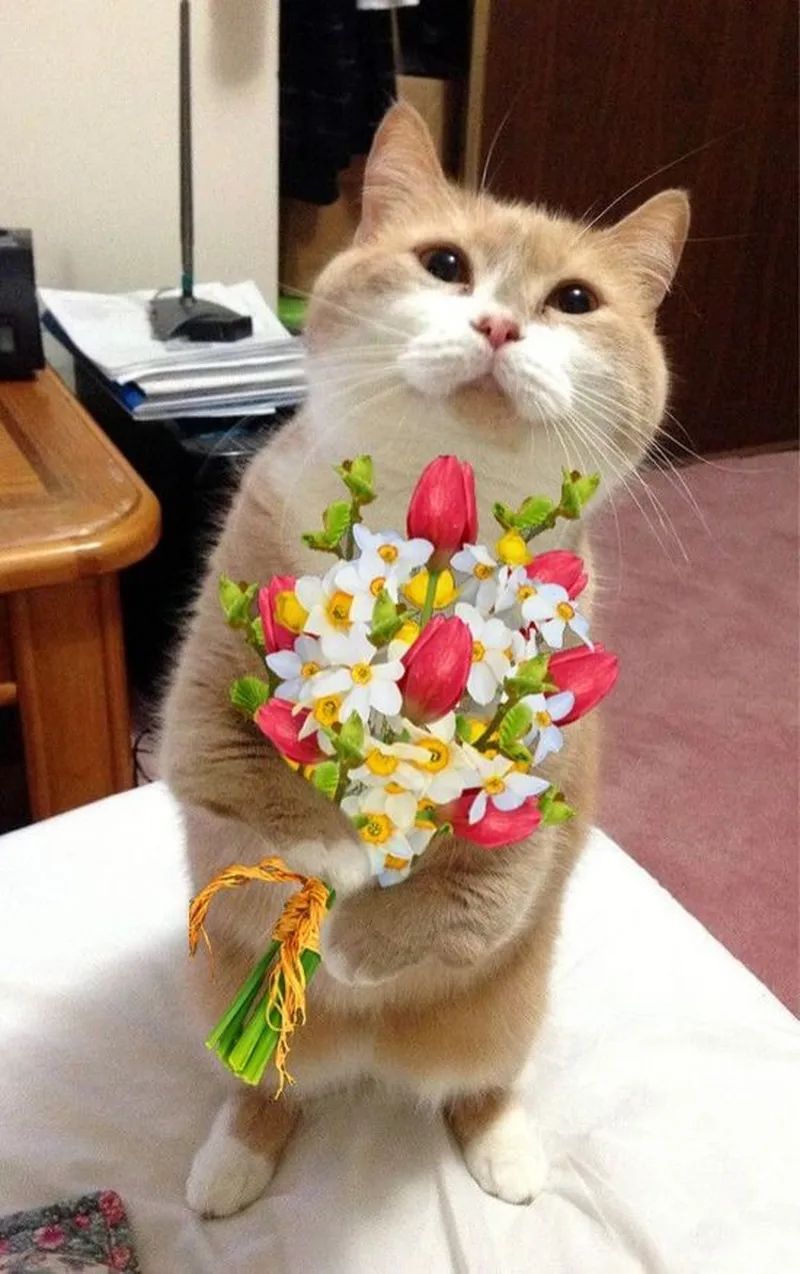Meme tặng hoa hồng thật dễ thương và hài hước Meme tặng hoa hồng thật dễ thương và hài hước
