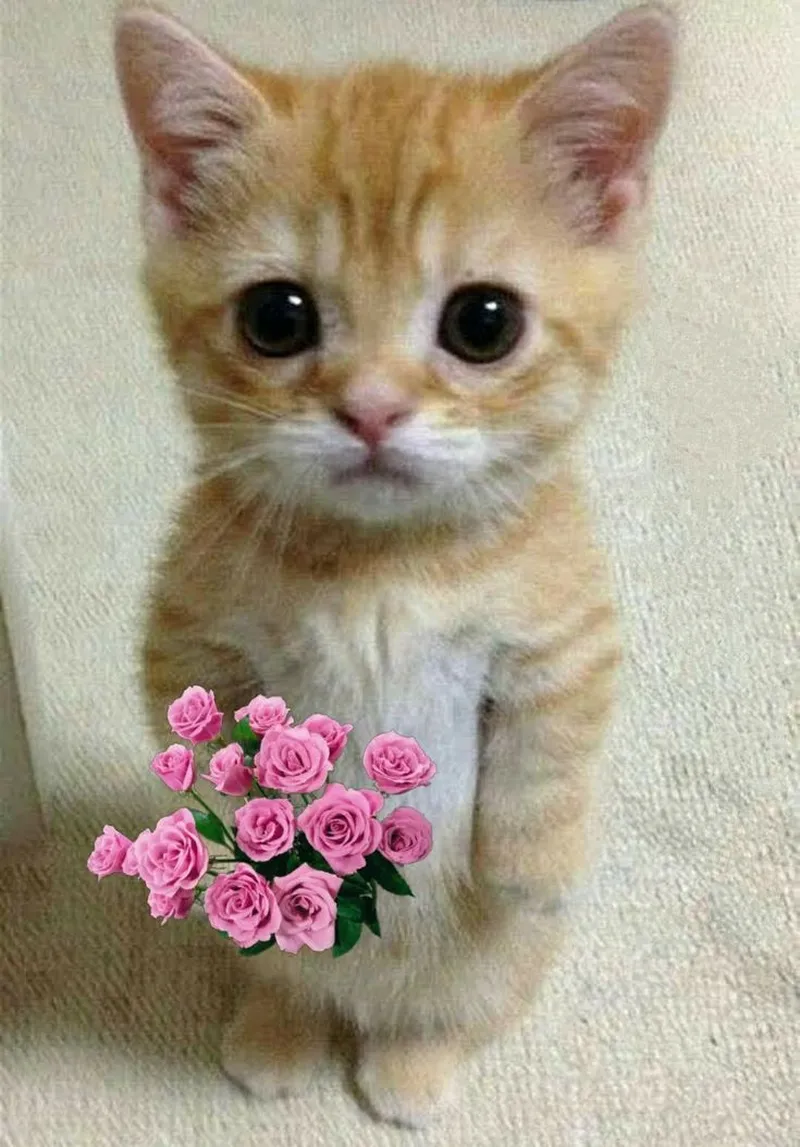 Meme chó tặng hoa khiến bạn cảm thấy vui vẻ Meme chó tặng hoa khiến bạn cảm thấy vui vẻ