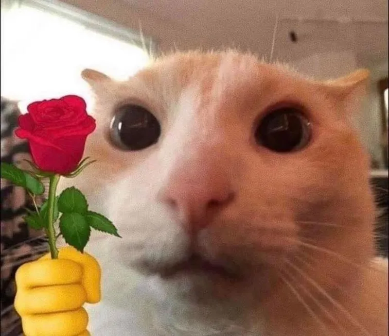 Ảnh meme mèo tặng hoa thật đáng yêu và hài hước Ảnh meme mèo tặng hoa thật đáng yêu và hài hước