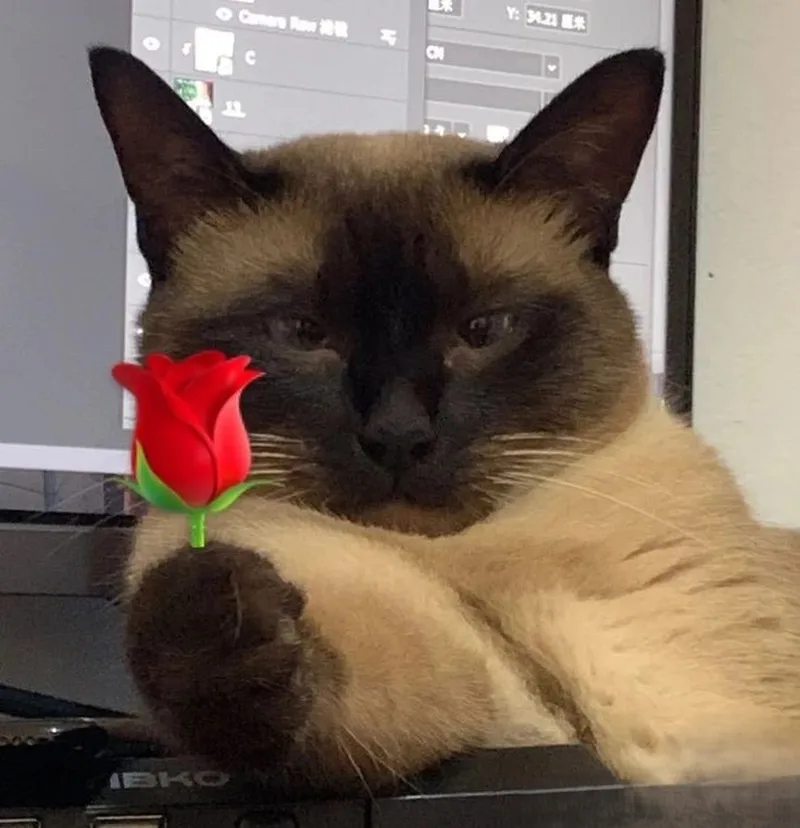 Meme mèo tặng kẹo khiến bạn không thể rời mắt Meme mèo tặng kẹo khiến bạn không thể rời mắt
