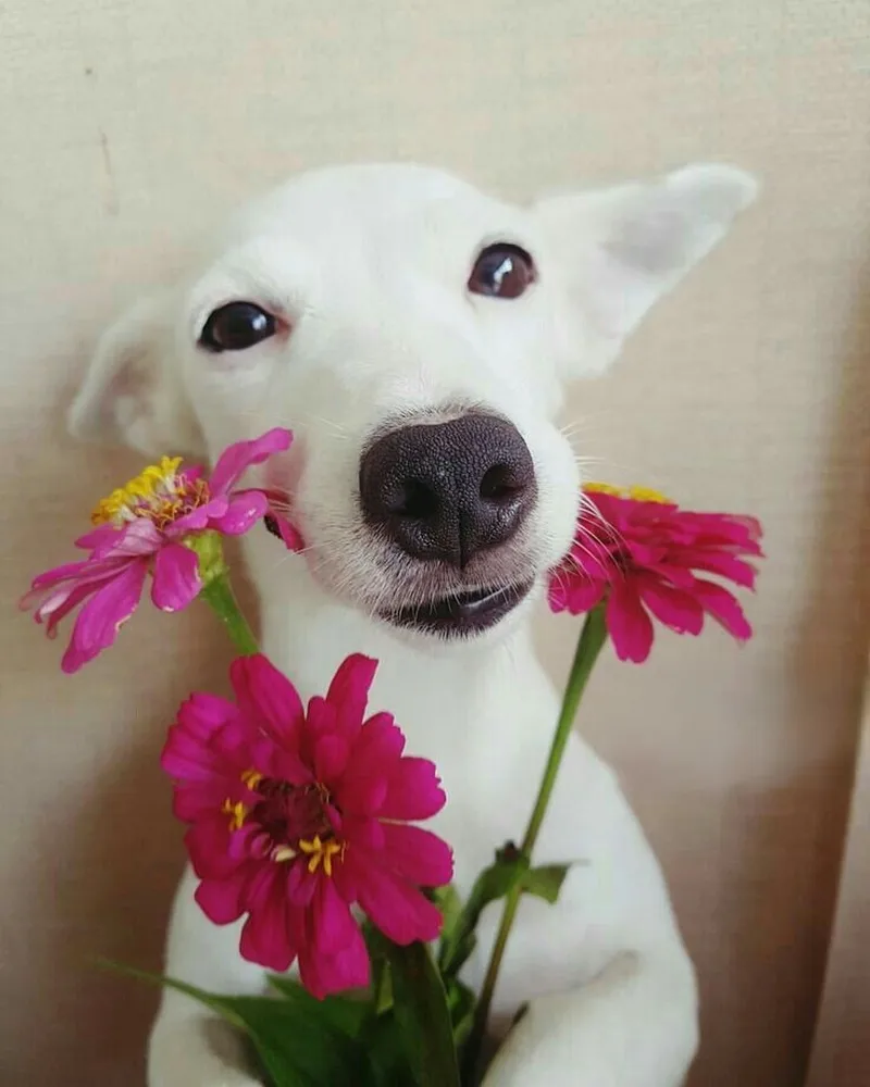 Meme cho kẹo thật dễ thương và vui nhộn Meme cho kẹo thật dễ thương và vui nhộn