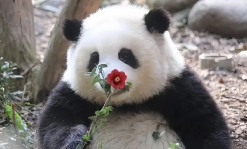 Meme đưa tiền thật đáng yêu và vui nhộn Meme đưa tiền thật đáng yêu và vui nhộn