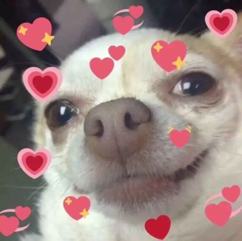 Heart meme trái tim thật dễ thương và hài hước Heart meme trái tim thật dễ thương và hài hước