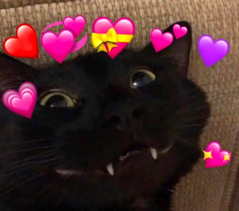 Meme làm trái tim khiến bạn cảm thấy thích thú Meme làm trái tim khiến bạn cảm thấy thích thú