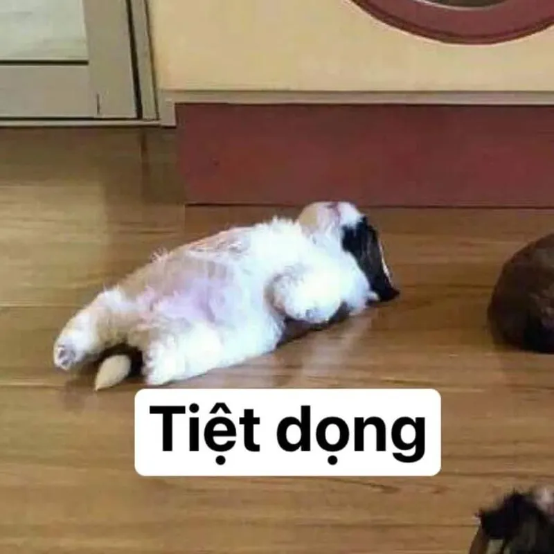 Vô tri meme mang đến những khoảnh khắc hài hước và thú vị trong cuộc sống Vô tri meme mang đến những khoảnh khắc hài hước và thú vị trong cuộc sống
