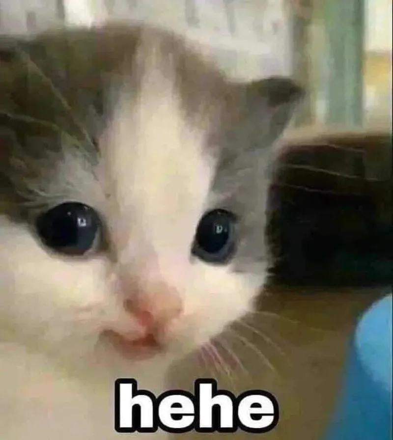 Ảnh mèo vô tri meme giúp bạn thư giãn và cười thoải mái Ảnh mèo vô tri meme giúp bạn thư giãn và cười thoải mái