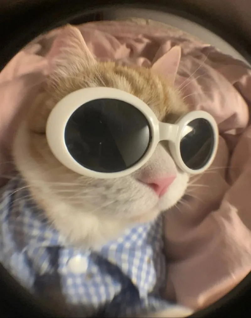 Cười vô tri meme giúp bạn thể hiện sự hài hước một cách dễ thương Cười vô tri meme giúp bạn thể hiện sự hài hước một cách dễ thương