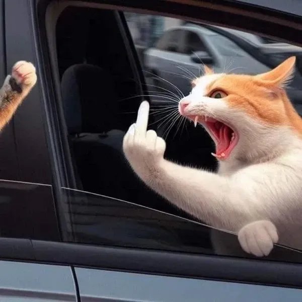 Meme meme avatar vô tri mèo giúp bạn thể hiện cá tính một cách hài hước Meme meme avatar vô tri mèo giúp bạn thể hiện cá tính một cách hài hước