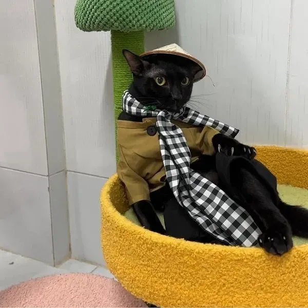 Avatar vô tri mèo meme dễ thương khiến mọi người cảm thấy vui vẻ Avatar vô tri mèo meme dễ thương khiến mọi người cảm thấy vui vẻ