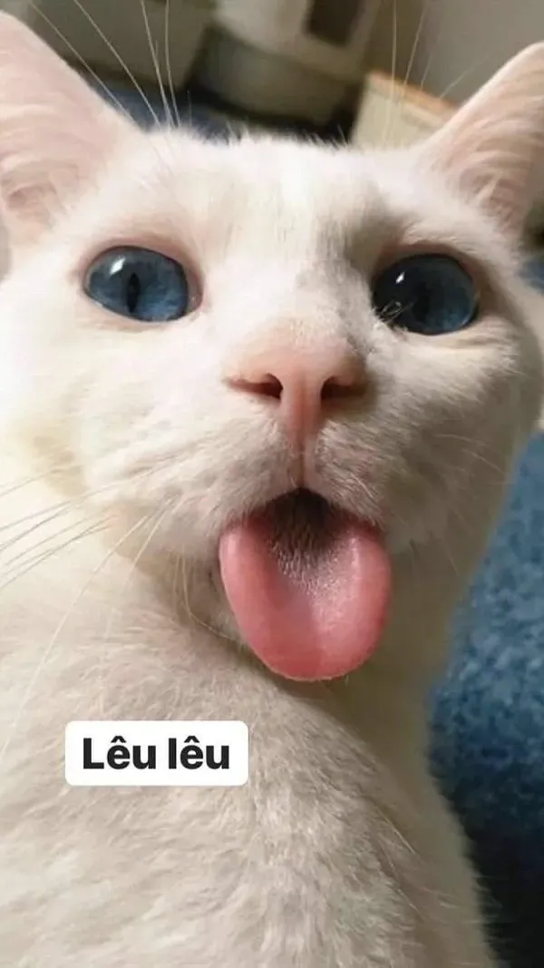 Avatar meme vô tri giúp bạn thể hiện sự sáng tạo trong giao tiếp Avatar meme vô tri giúp bạn thể hiện sự sáng tạo trong giao tiếp