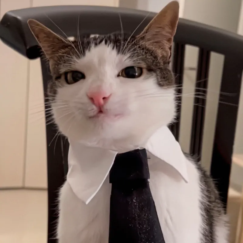 Avatar mèo meme vô tri giúp bạn thể hiện cá tính một cách hài hước Avatar mèo meme vô tri giúp bạn thể hiện cá tính một cách hài hước