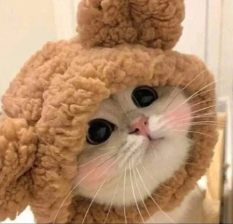 Hình ảnh meme avatar vô tri mèo dễ thương khiến mọi người cảm thấy thích Hình ảnh meme avatar vô tri mèo dễ thương khiến mọi người cảm thấy thích