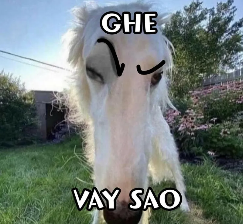 Meme mèo cười vô tri mang lại tiếng cười cho những ai yêu thích sự hài hước Meme mèo cười vô tri mang lại tiếng cười cho những ai yêu thích sự hài hước