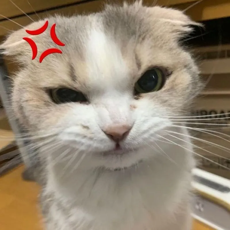 Ảnh meme ảnh vô tri là lựa chọn hoàn hảo để chia sẻ niềm vui Ảnh meme ảnh vô tri là lựa chọn hoàn hảo để chia sẻ niềm vui