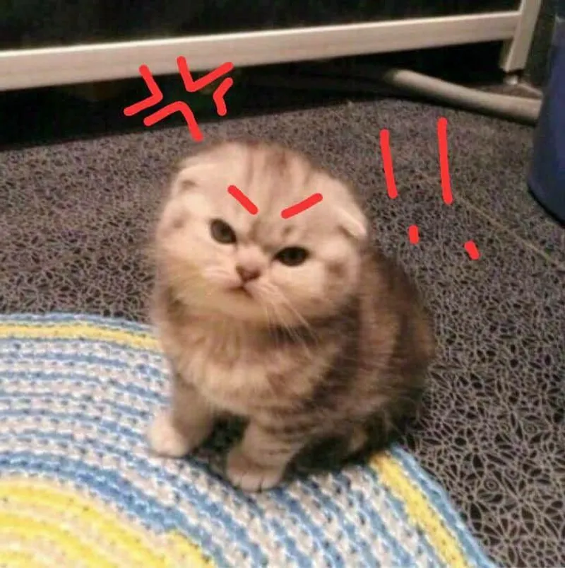 Ảnh chế ảnh chế mèo vô tri meme giúp bạn thể hiện sự sáng tạo trong giao tiếp Ảnh chế ảnh chế mèo vô tri meme giúp bạn thể hiện sự sáng tạo trong giao tiếp