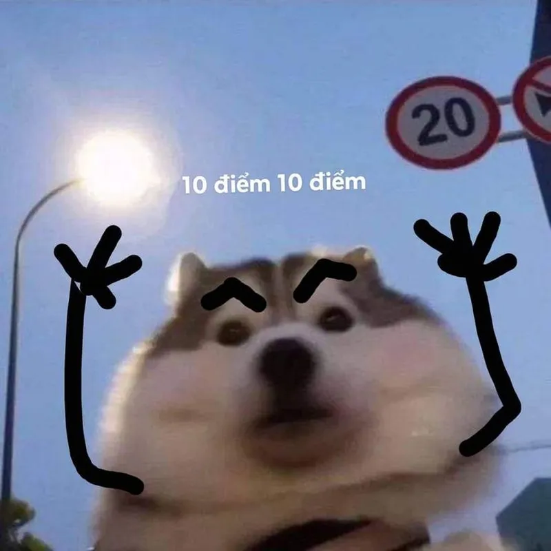 Meme mèo cute dễ thương khiến mọi người cảm thấy vui vẻ Meme mèo cute dễ thương khiến mọi người cảm thấy vui vẻ