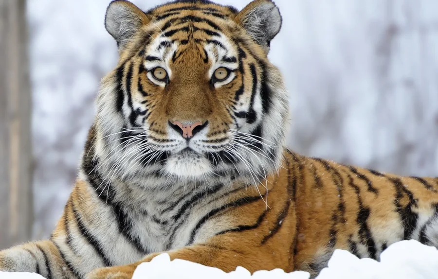 Hình nền hổ ngầu giúp bạn thể hiện phong cách mạnh mẽ