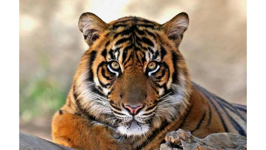 Hình nền con hổ ngầu giúp bạn tạo ấn tượng mạnh mẽ