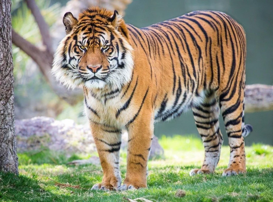 Ảnh nền hổ cute giúp bạn tạo phong cách dễ thương