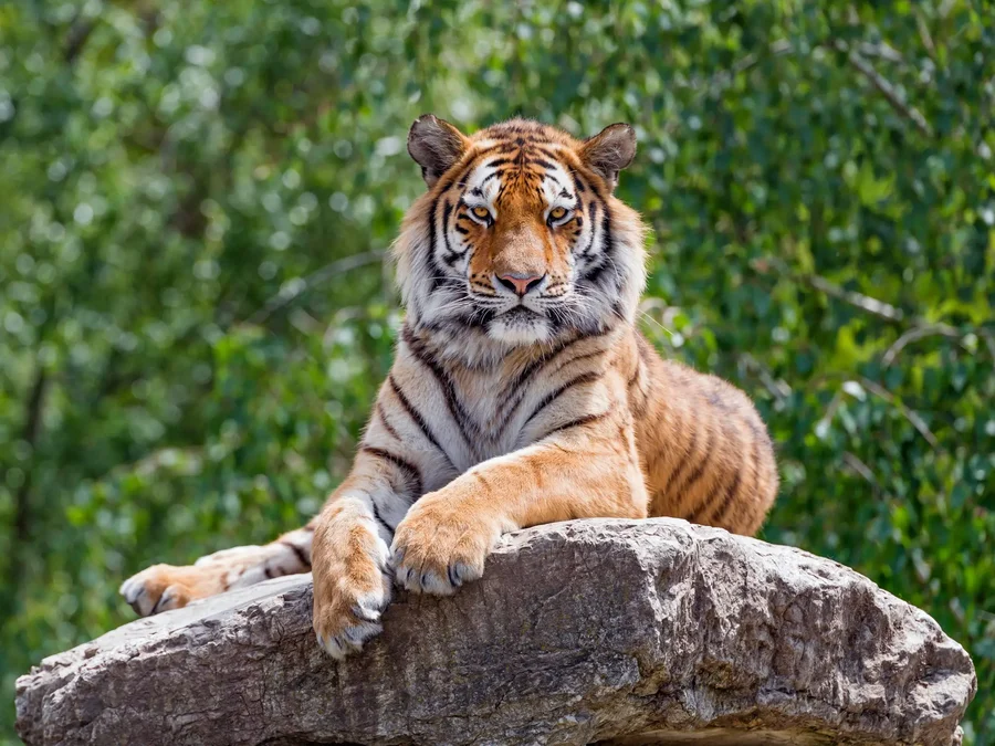 Hình nền đẹp con hổ giúp bạn thể hiện tình yêu với động vật