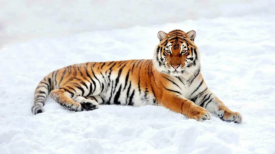 Hình nền đẹp hổ mang đến sự tươi mới cho màn hình