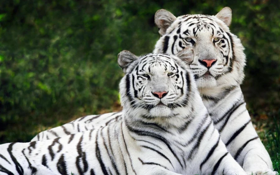 Ảnh nền đẹp con hổ mang đến sự dễ thương và đáng yêu