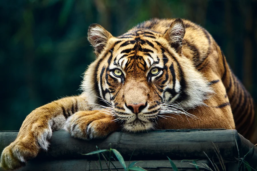 Ảnh nền đẹp hổ giúp bạn thể hiện phong cách riêng