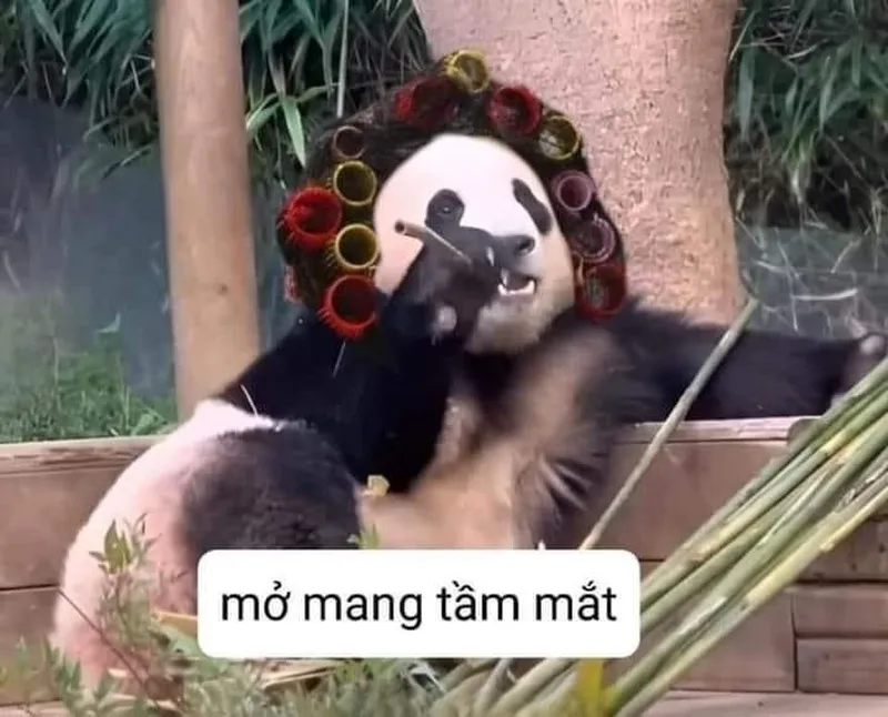 Meme bựa trung quốc thật hài hước và thú vị Meme bựa trung quốc thật hài hước và thú vị