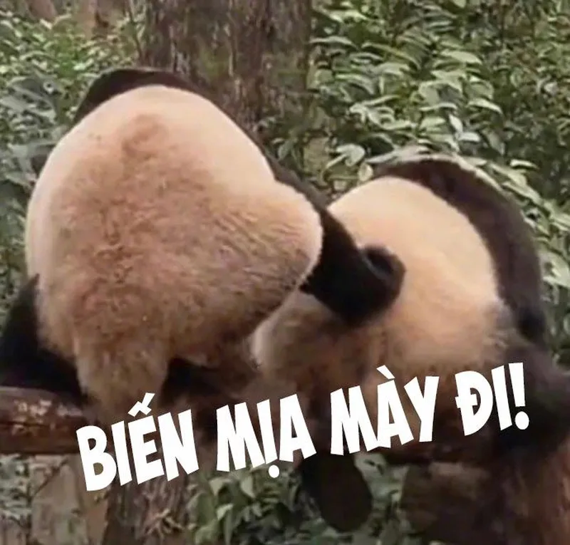 Meme trung quốc bựa khiến bạn cảm thấy vui vẻ Meme trung quốc bựa khiến bạn cảm thấy vui vẻ