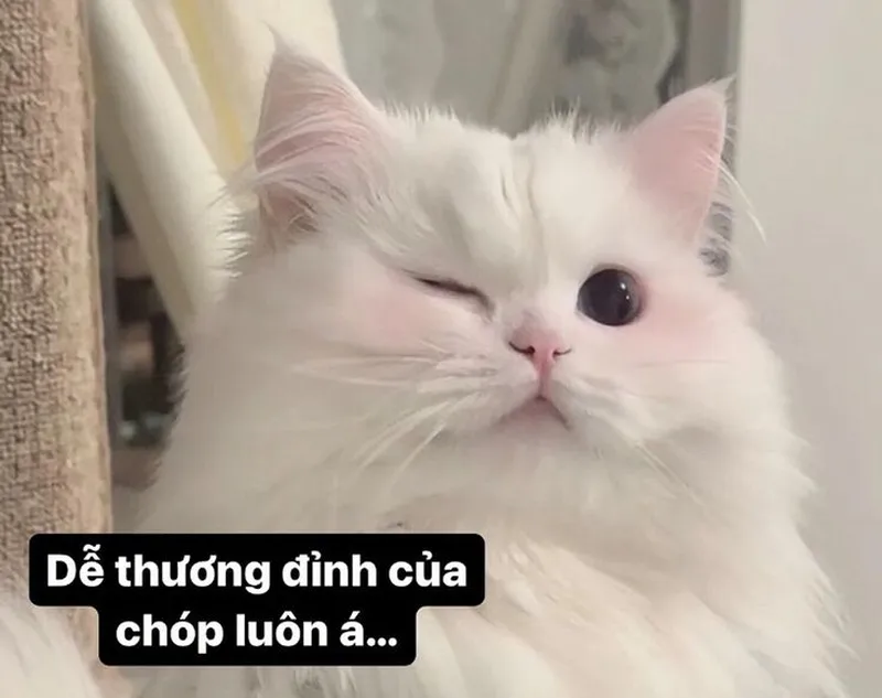 Meme mèo quạo thật hài hước và thú vị Meme mèo quạo thật hài hước và thú vị